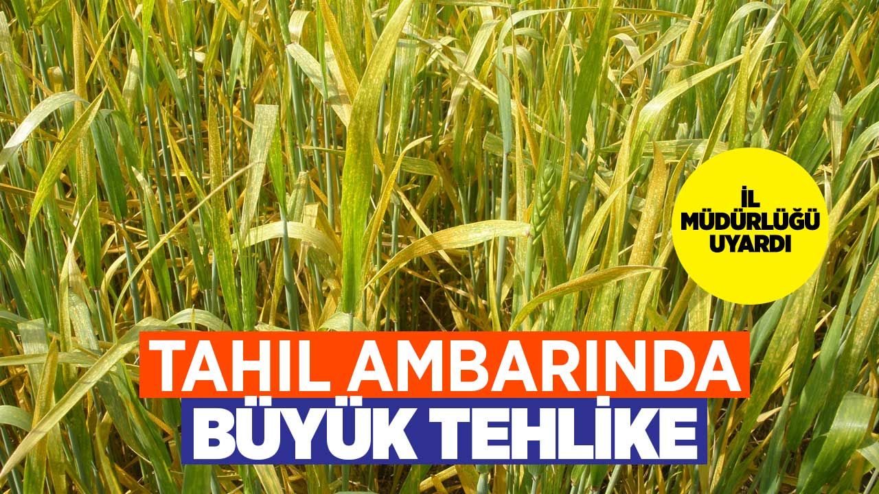 Türkiye'nin tahıl ambarında büyük tehlike