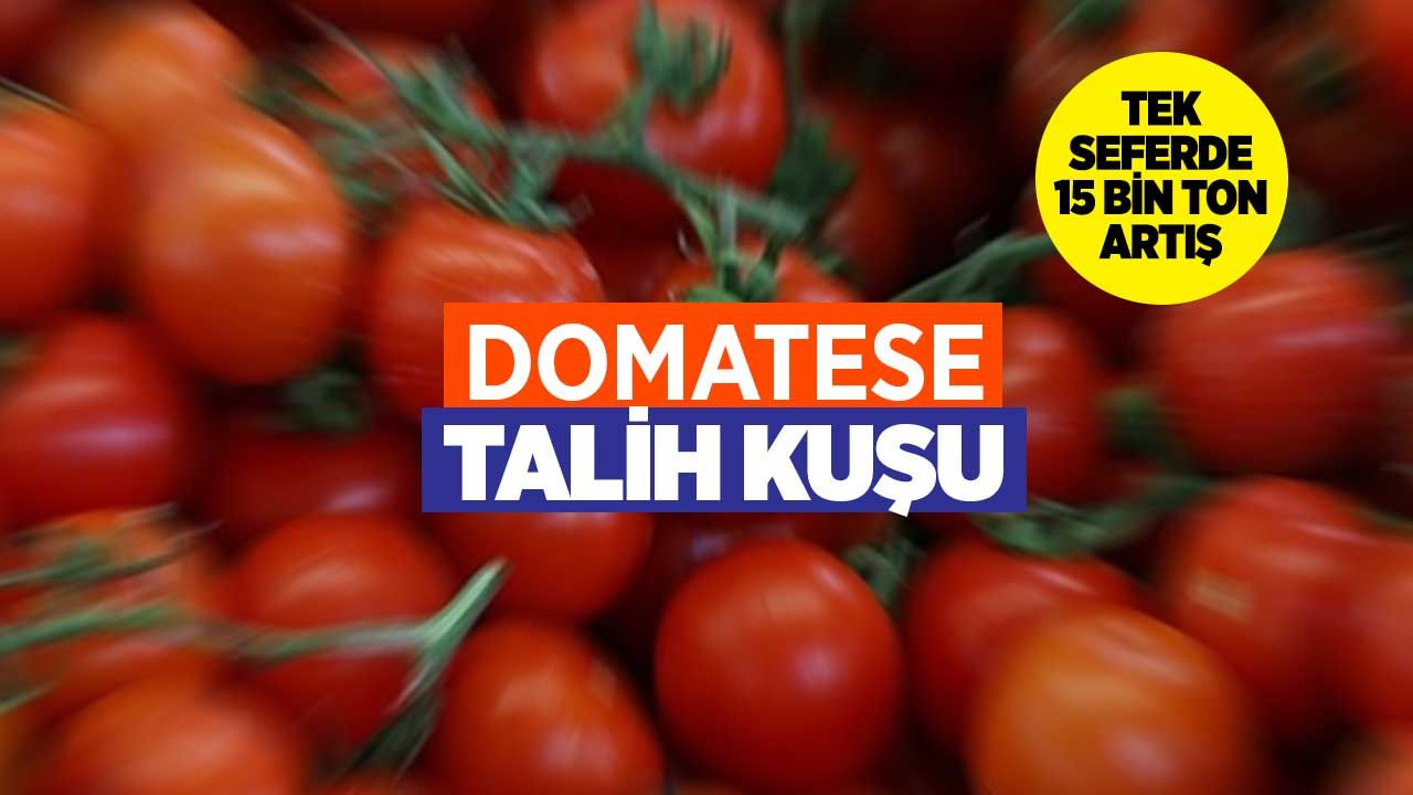 Türk domatesine talih kuşu kondu: Rusya Türk çiftçisinin yüzünü güldürdü