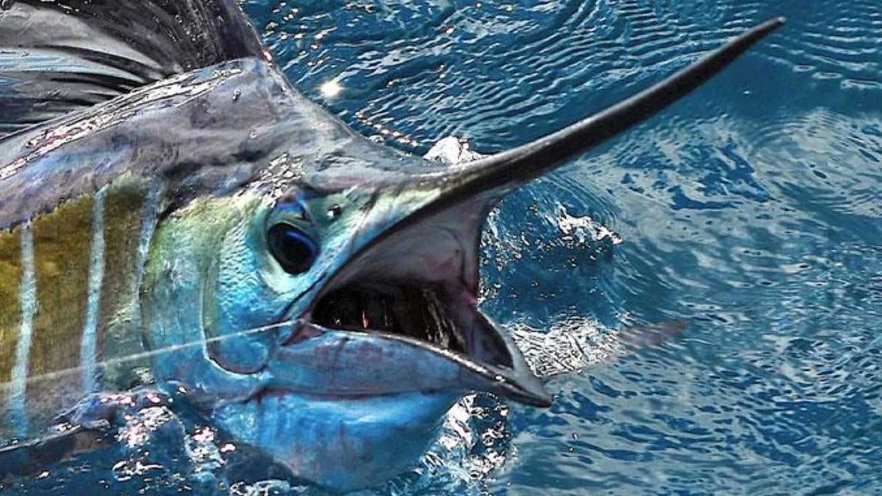 Dünyanın en hızlısı Mavi Yelken Balığı Antalya'da görüldü! Köpek balığı sandılar