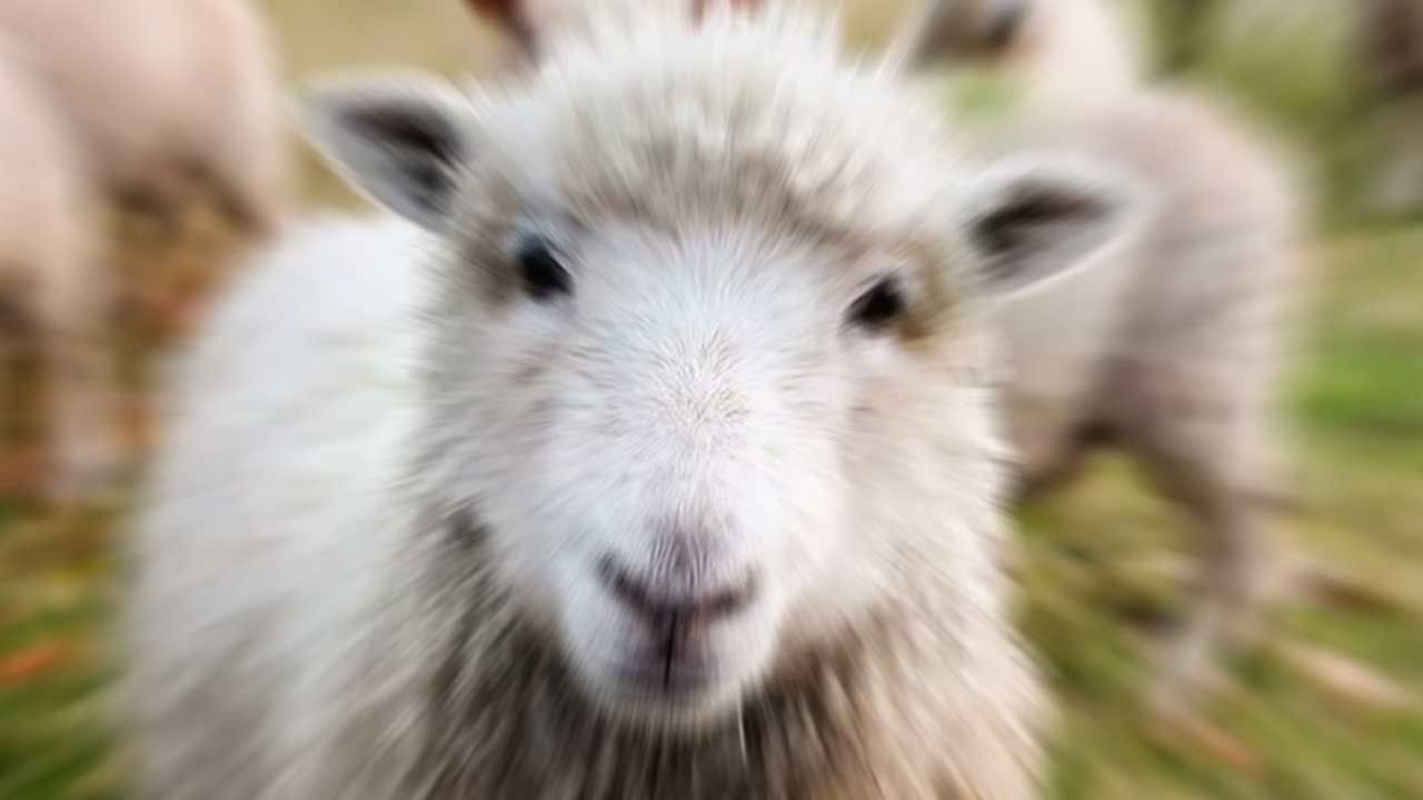 Konya'nın Öncü Tarım İşletmesinden Büyük Koyun Satışı: Küçükbaş Hayvancılığa İlgi Artıyor