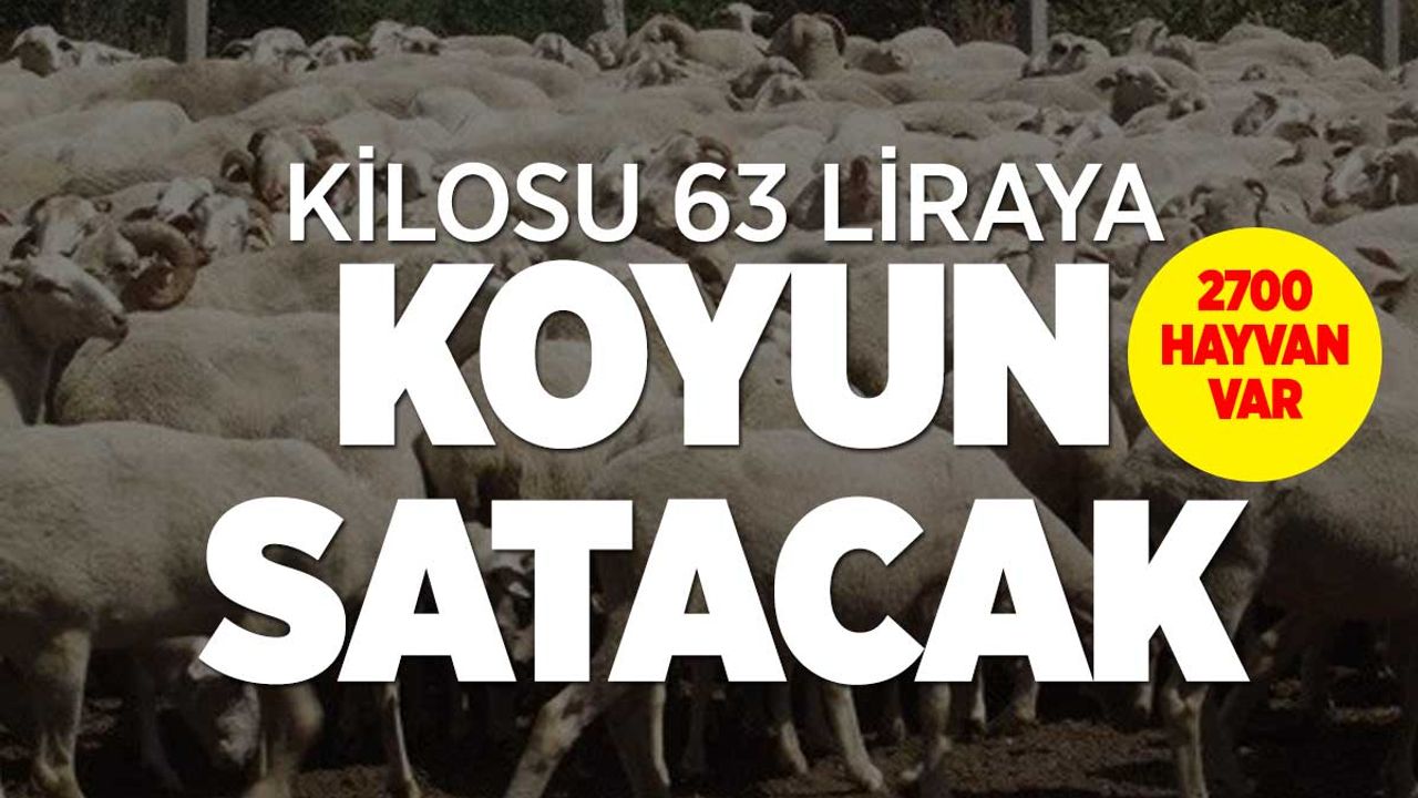 Ankara Polatlı Tarım İşletmesi'nden Büyük Koyun İhalesi: 2,700 Baş Reforme Koyun Satışı