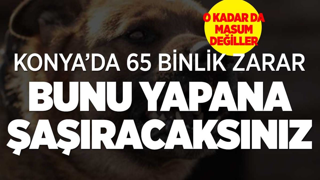 Konya'da Sokak Köpekleri Bakın Ne Yaptı
