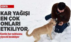 Kar yağışı en çok onları etkiliyor! Konya'nın her noktasına yiyecek bırakılıyor