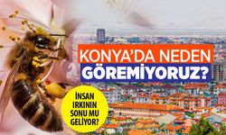 İnsan ırkının sonu mu geliyor? Ortadan kaybolmaya başladılar! Konya'da az görülüyordu
