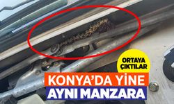 Konya'da hava ısınınca ortaya çıkıyorlar