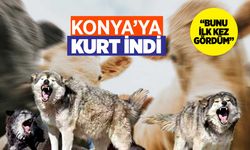Konya'da mevsim yaza geldi yine de kurt indi