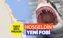 Köpekbalığı saldırısı Akdeniz'de olmadı