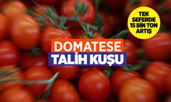 Türk domatesine talih kuşu kondu: Rusya Türk çiftçisinin yüzünü güldürdü