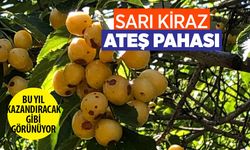Konya'nın Sarı Kirazı: Üreticilerin Maliyetleri Artarken Fiyatlar Yükseliyor