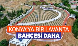 Konya'ya bir lavanta bahçesi daha