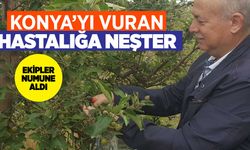 Konya'da beklenmeyen yağmurların sonucu: Monilia Fructicola