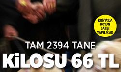 Konya Sarayönü Gözlü Tarım İşletmesi 2.394 Koyunu Satışa Çıkardı: Kilosu 60 TL