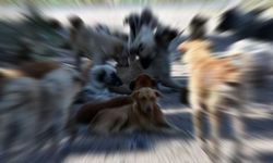 Yerel Yönetimlere Ultimatom: Antalya'da Sahipsiz Köpek Saldırısına Uğrayan Mağdur Tazminat Kazandı
