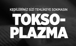 Toksoplazmozis: Kedilerden İnsanlara Bulaşan Parazit Hakkında Doğru Bilinen Yanlışlar