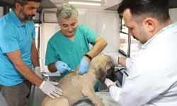 Alanya'da sokak hayvanlarına özel ilgi