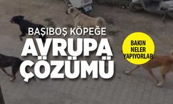 Başıboş köpek sorununa Avrupa çözümü! Nasıl yapıyorlar?