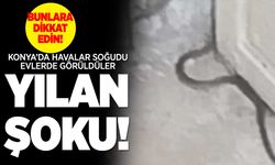 Konya'da Soğuyan Havalarla Birlikte Yılanlar Evlere Yaklaşıyor: Dikkat Edilmesi Gerekenler