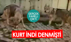 Gören Kurt sandı: Çekoslovak Kurt Köpeği (Československý vlčák) İstanbul'u karıştırdı