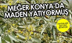 Konya'nın en popüler ağacı iğdenin faydaları say say bitmiyor