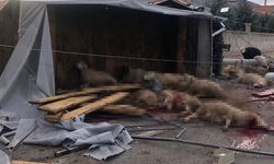 Yunak'ta trafik kazası: 1 ölü 1 yaralı var! Hayvanlar telef oldu