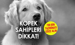 Golden Retriever Havladı, Komşu Düştü, 700 Bin TL Tazminat