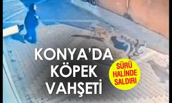 Son Köpek Saldırısı Haberi Konya'dan! Böyle Saldırdılar