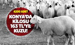 Konya'da 4200 Kuzu Satışı Gerçekleşecek: İhale 13 Haziran'da