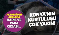 Konya'nın kurtuluş gününe doğru: Meclise geliyor! Peki, başıboş sokak köpekleri sorunu nasıl çözülecek?