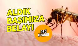 Aldık başımıza belayı! Sıcağı geliyordu şimdi de sivrisineği...