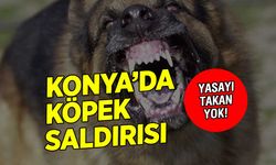 Yasa çıktı takan yok! Konya'da sahipsiz köpek saldırısı