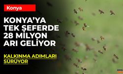 Selçuklu Belediyesi 28 Milyon Arı Satın Alıyor