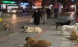 Sağlık Bakanlığı’ndan Sahipsiz Hayvanlarla İlgili Yeni Tedbirler