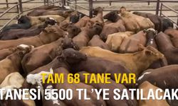 Tam 68 tane var: Konya'da 5500 TL'ye inek satılıyor