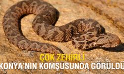 Konya'nın komşusunda engerek paniği