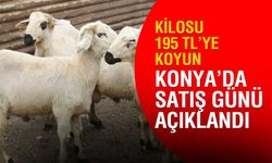 Konya’da tarım işletmesi 5 bin koyunu ihaleyle satışa çıkarıyor