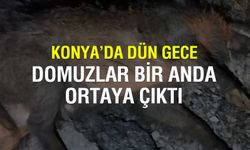 Konya'da domuz sürüsü yola çıktı onlarca araç pert oldu