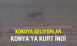 Konya’da Aç Kurt Dehşeti: 5 Keçi Telef Oldu, Mahalle Ayakta