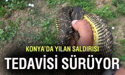 Yaylada piknik keyfi hastanede bitti: Yılan ayağından ısırdı