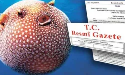 Balon balığı Zengin Ediyor! Tanesi 35 Lira