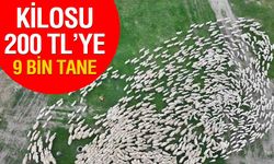 Konya’da Dev Kuzu Satışı: 9 Bin TL’ye 9.870 Hayvan İhaleye Çıkıyor!