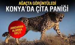 Çumra'da Çita Paniği
