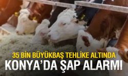 Emirgazi’de Şap Alarmı: 35 Bin Büyükbaş Hayvan Aşılandı
