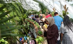 Konya'da Kelebek Etkisi: Mevlana Müzesi'ni Geride Bırakacak
