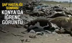 Konya'da Rezalet Görüntü! Ölü Hayvanlar Araziye Atıldı