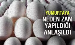 Yumurtaya Neden Yapıldığı Ortaya Çıktı