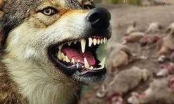 Ereğli'de ağıla kurt girdi!