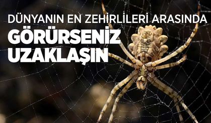 Dünyanın En Zehirli Örümceklerinden 'Argiope Lobata' Sivas'ta ortaya çıktı