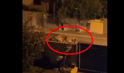 Hayvanat bahçesinden özgürlüğe... Sokakta aslan panik yarattı