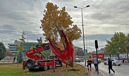Konya'da sökülen ağaçların nereye gittiği bulundu