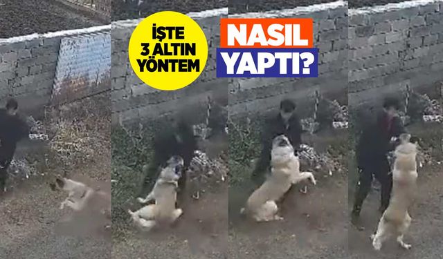 3 Yöntemi Var: Köpeği nasıl etkisiz hale getirdi?